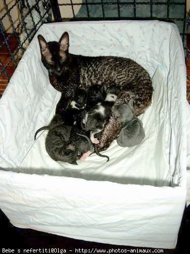 Photo de Cornish rex