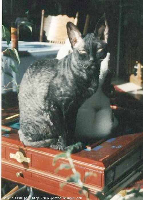 Photo de Cornish rex