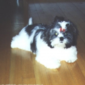 Photo de Lhassa apso