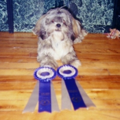 Photo de Lhassa apso