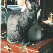 Photo de Cornish rex