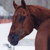 Photo de Quarter horse