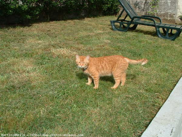 Photo de Chat domestique