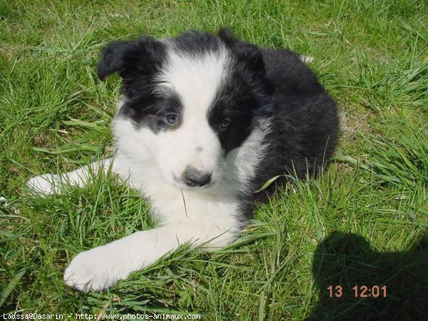 Photo de Border collie