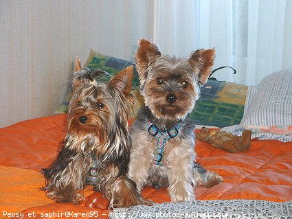 Photo de Yorkshire terrier