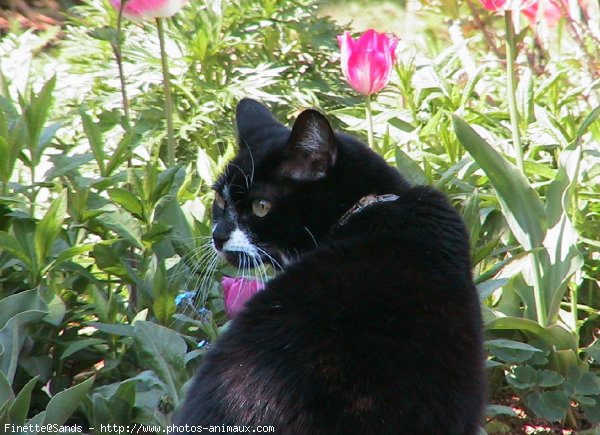 Photo de Chat domestique