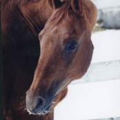 Photo de Quarter horse