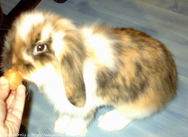 Photo de Lapin