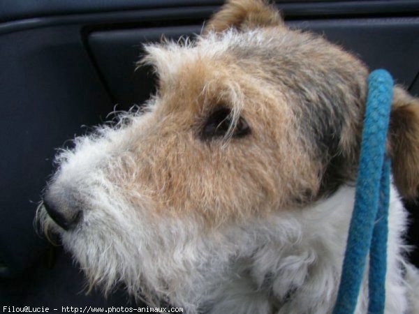 Photo de Fox terrier  poil dur