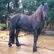 Photo de Frison