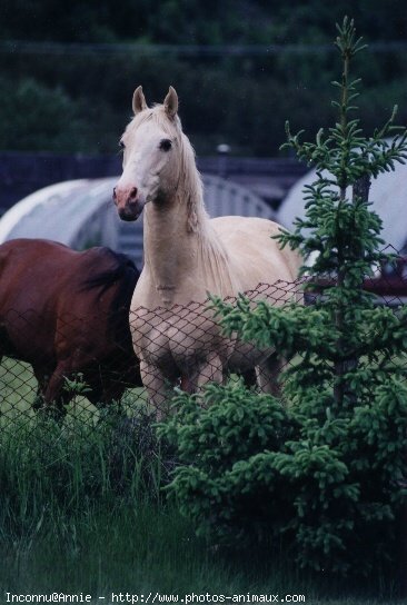 Photo de Palomino