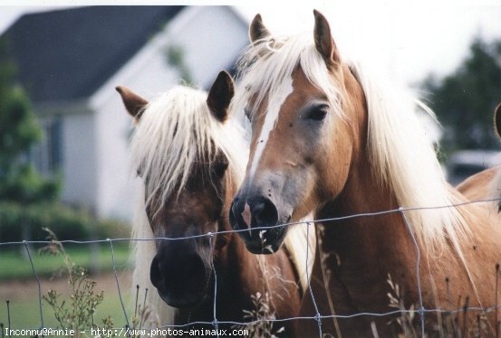 Photo de Haflinger