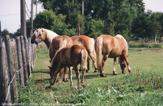 Photo de Haflinger