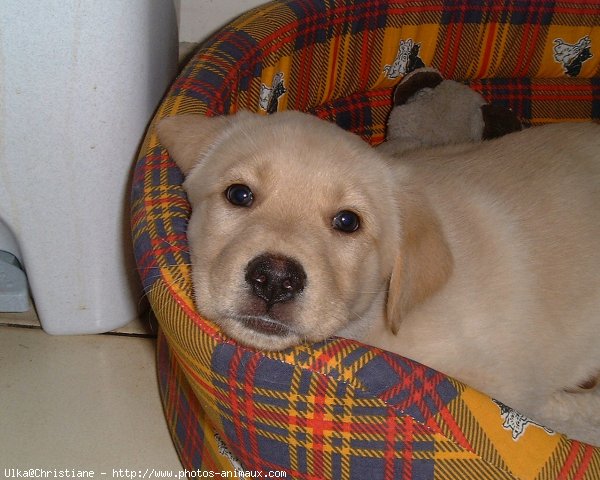 Photo de Labrador retriever