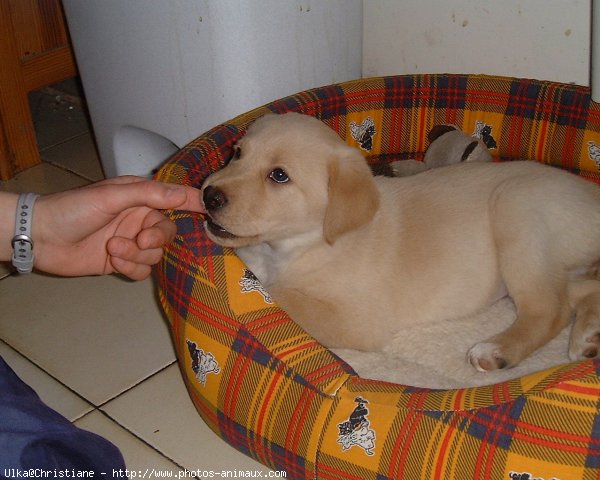 Photo de Labrador retriever