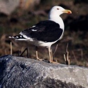 Photo de Mouette