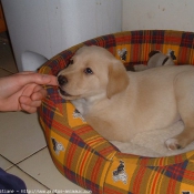 Photo de Labrador retriever