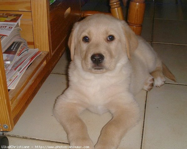 Photo de Labrador retriever