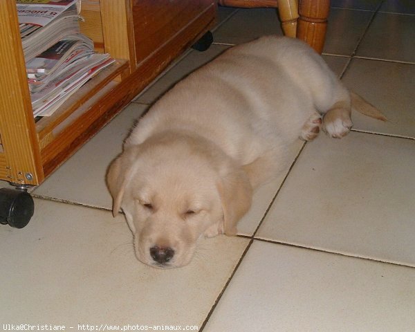 Photo de Labrador retriever