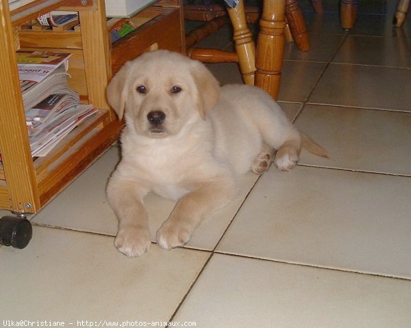 Photo de Labrador retriever