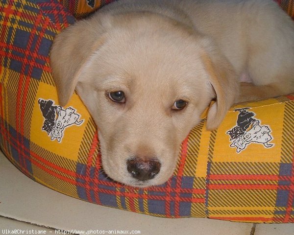 Photo de Labrador retriever