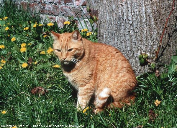 Photo de Chat domestique