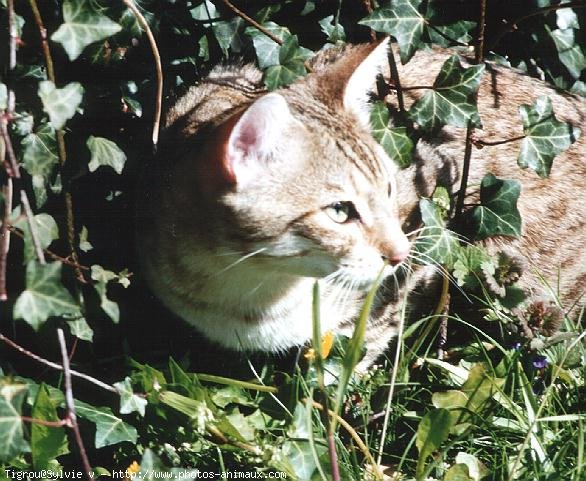 Photo de Chat domestique