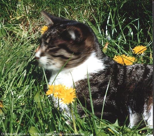 Photo de Chat domestique