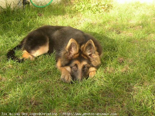 Photo de Berger allemand  poil court