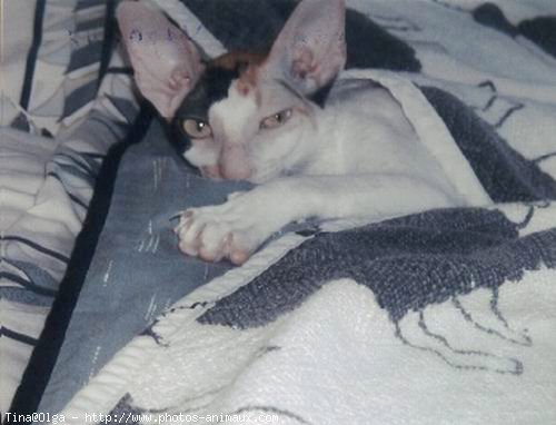 Photo de Cornish rex