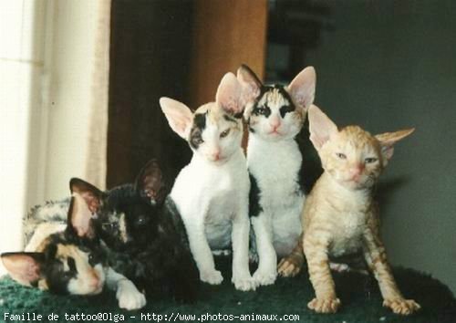 Photo de Cornish rex