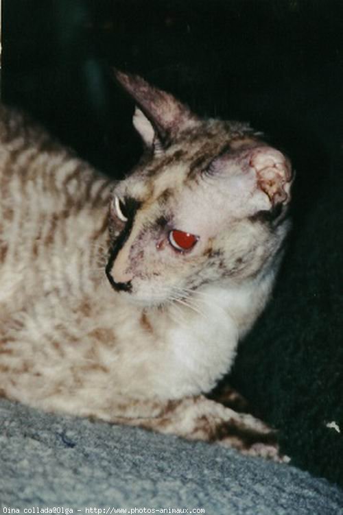 Photo de Cornish rex