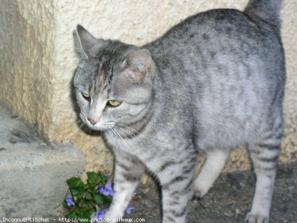 Photo de Chat domestique