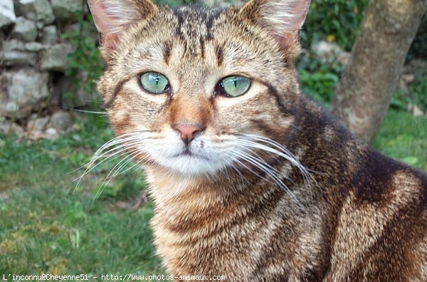 Photo de Chat domestique