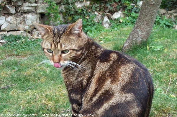 Photo de Chat domestique