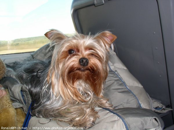 Photo de Yorkshire terrier