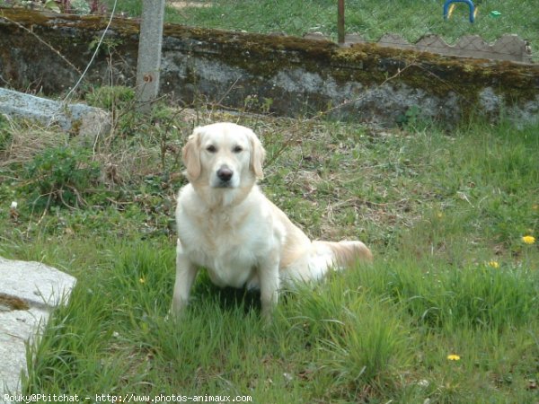 Photo de Golden retriever