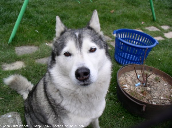 Photo de Husky siberien