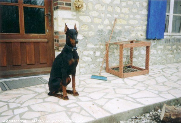 Photo de Dobermann