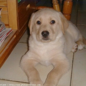 Photo de Labrador retriever