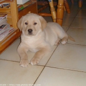 Photo de Labrador retriever