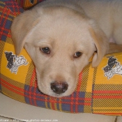 Photo de Labrador retriever