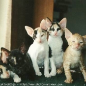 Photo de Cornish rex