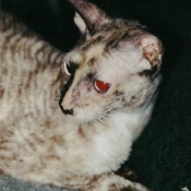 Photo de Cornish rex