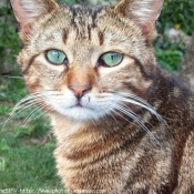 Photo de Chat domestique