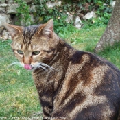 Photo de Chat domestique