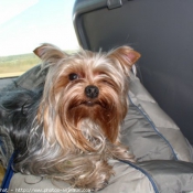 Photo de Yorkshire terrier