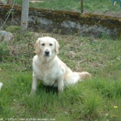 Photo de Golden retriever