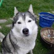 Photo de Husky siberien