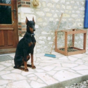 Photo de Dobermann